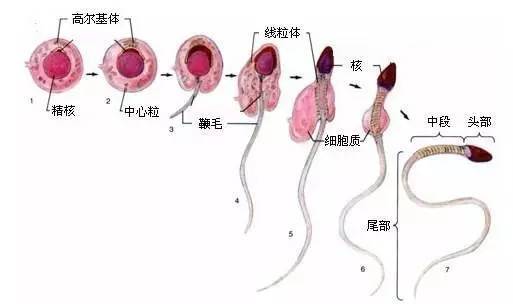 45岁做供卵试管婴儿会不会太晚了