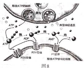 湖南借卵试管婴儿,长沙私立第三代借卵试管婴儿