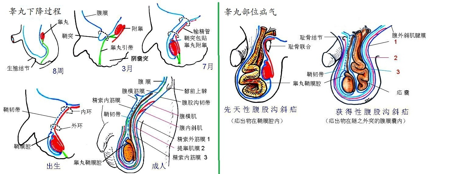 长沙供卵试管婴儿费用是多少，费用是多少？