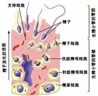 45岁子宫内膜有息肉能做供卵试管婴儿吗？