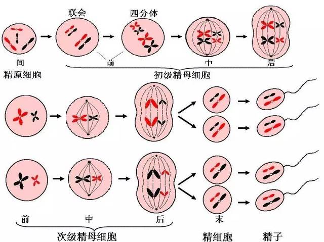 有大三阳可以在湖南长沙做借卵试管婴儿吗？成功率高吗？