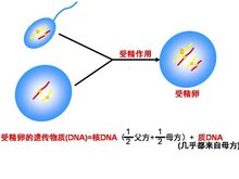 供卵自怀医院怀孕后何时停用黄体酮!