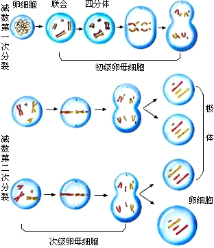 用独角子宫做供卵试管自怀供卵成功吗？