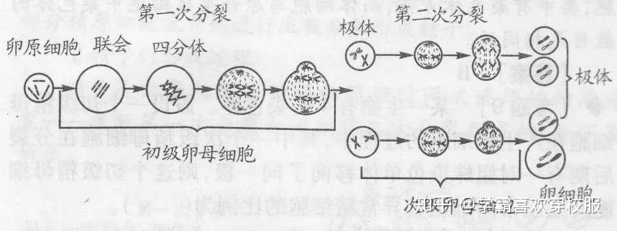 为什么赠卵供卵自怀机构成功怀孕后需要服用黄体酮胶囊三个月？