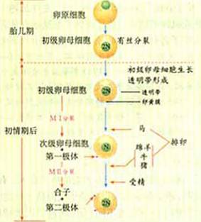 美国供卵做试管婴儿常见的生育药物