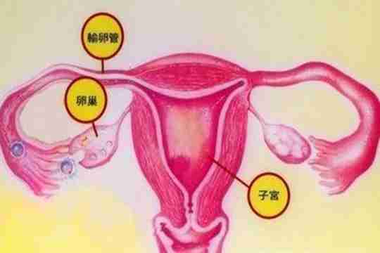 长沙我想给别人代生中介资深医疗顾问翻译