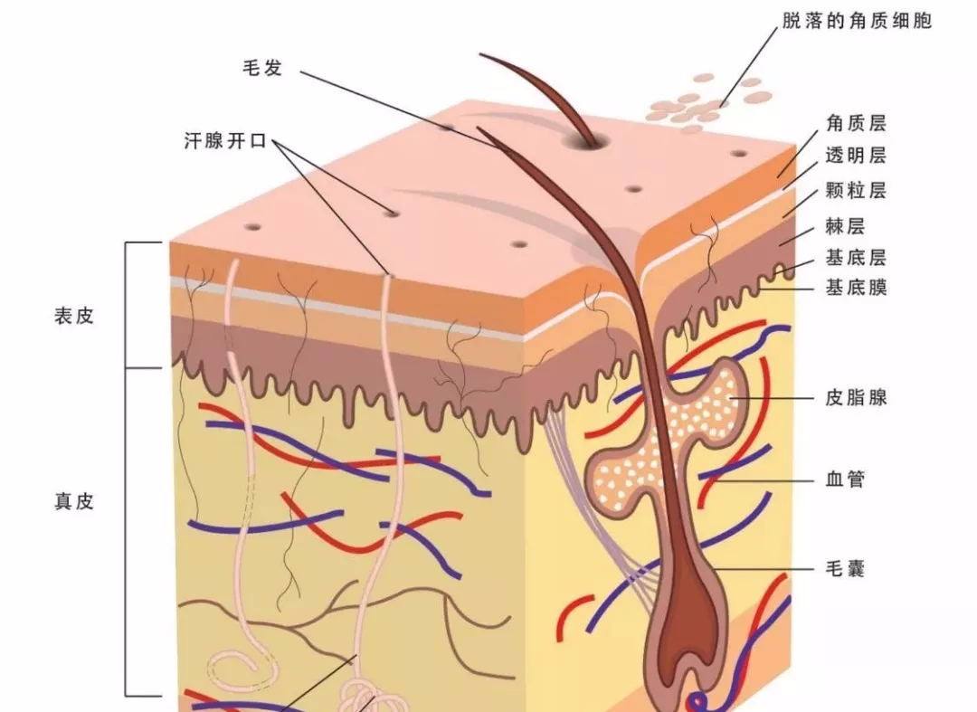 医生说排卵后期生女孩更容易