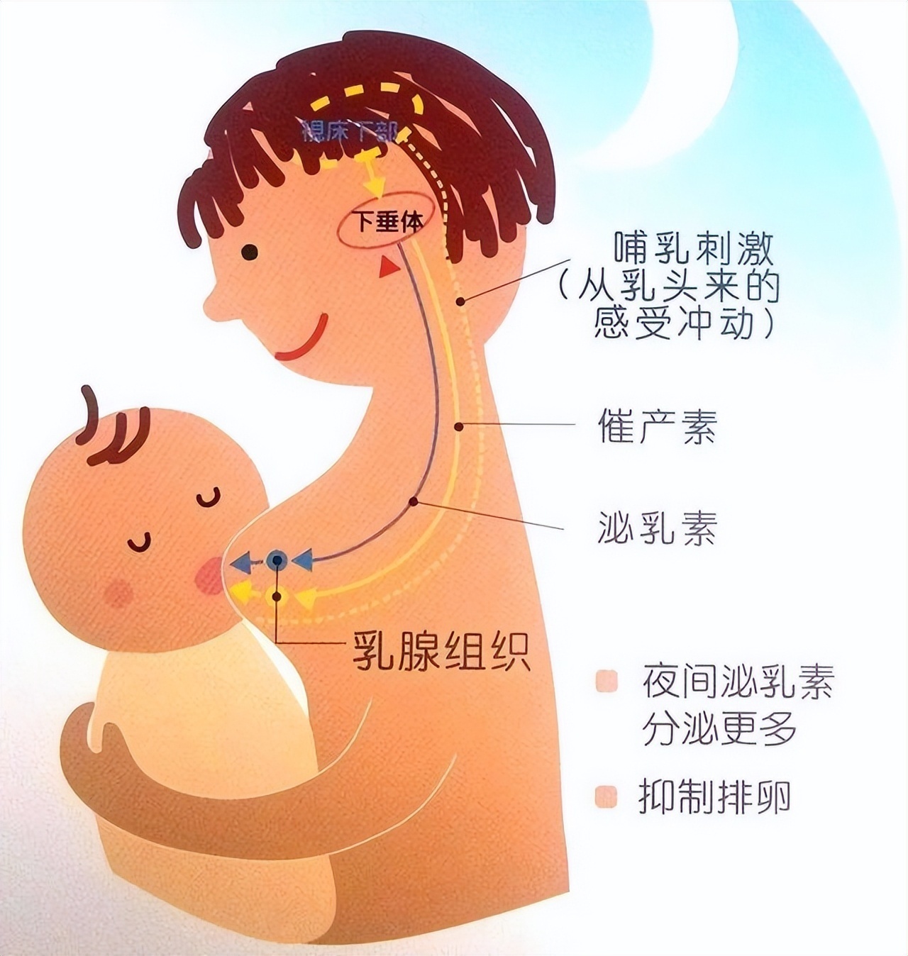 移植后胎停判断染色体异常,还可以移植同一批胚胎吗
